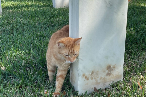 Cat in the cemetery
